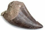 Fossil Prognathodontid Mosasaur Tooth - Morocco #384072-1